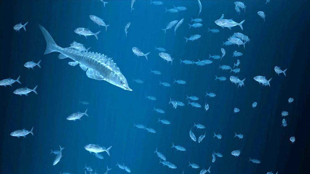 海洋元素化妝品品牌視頻包裝設計05